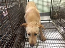 金門縣已領養狗 混種犬