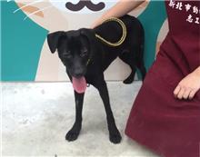 新北市已領養狗 混種犬