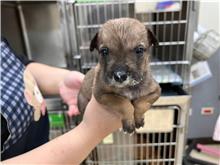 新竹市已領養狗 混種犬