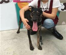 新北市已領養狗 混種犬