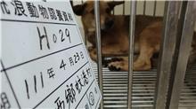 雲林縣已領養狗 混種犬