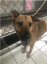 新北市已領養狗 混種犬