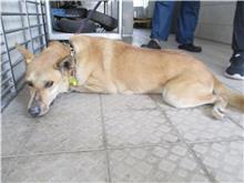 南投縣已領養狗 混種犬