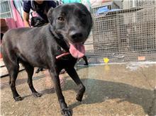 屏東縣已領養狗 混種犬