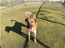 新竹市已領養狗 混種犬