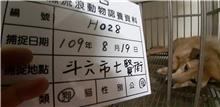 雲林縣已領養狗 混種犬