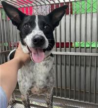 新北市已領養狗 混種犬