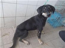南投縣已領養狗 混種犬