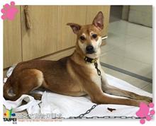 台北市已領養狗 混種犬