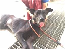 新北市已領養狗 混種犬