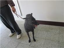 桃園市已領養狗 混種犬