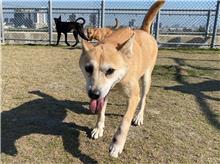 新竹市已領養狗 混種犬