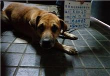 雲林縣已領養狗 混種犬