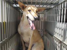 桃園市已領養狗 混種犬