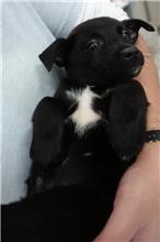宜蘭縣已領養狗 混種犬