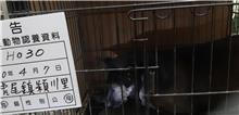 雲林縣已領養狗 混種犬