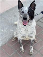 台南市已領養狗 混種犬