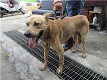 南投縣已領養狗 混種犬