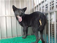 南投縣已領養狗 混種犬