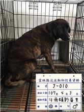 雲林縣已領養狗 混種犬