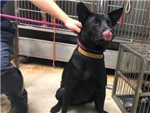 台北市已領養狗 混種犬