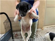 新竹市已領養狗 混種犬