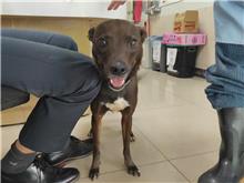 台北市已領養狗 混種犬