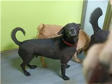 台北市已領養狗 混種犬