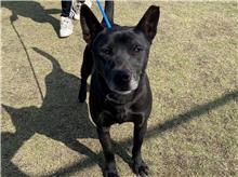 新竹市已領養狗 混種犬