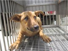 桃園市已領養狗 混種犬