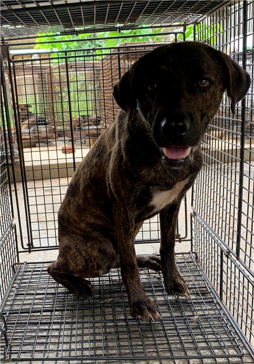 澎湖縣已領養狗 混種犬
