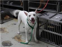 台北市已領養狗 混種犬