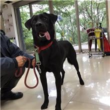 台北市已領養狗 混種犬