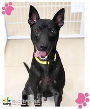 台北市已領養狗 混種犬