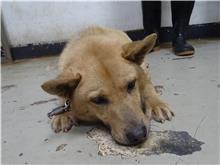 台北市已領養狗 混種犬