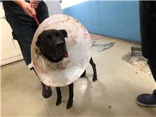 台北市已領養狗 混種犬