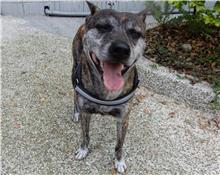 台北市已領養狗 台灣犬