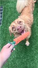 台南市已領養狗 混種犬