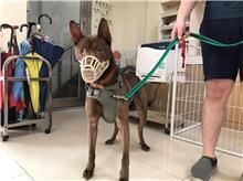 台北市已領養狗 混種犬