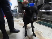 台北市已領養狗 混種犬