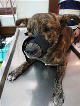 南投縣已領養狗 混種犬