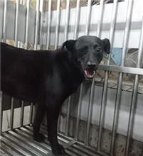 新北市已領養狗 混種犬