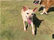 新竹市已領養狗 混種犬