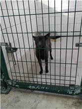 連江縣已領養狗 混種犬