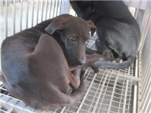 桃園市已領養狗 混種犬