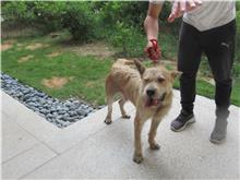 新竹市已領養狗 混種犬