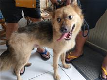 澎湖縣已領養狗 混種犬