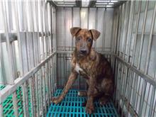 南投縣已領養狗 混種犬