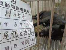雲林縣已領養狗 混種犬