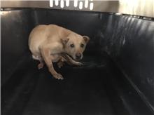 新北市已領養狗 混種犬
